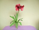 mooie origami amaryllis