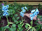 make the same origami bluebells as in this picture
