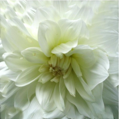white origami flower pattern