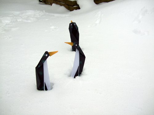 funny penguins shivering in the cold