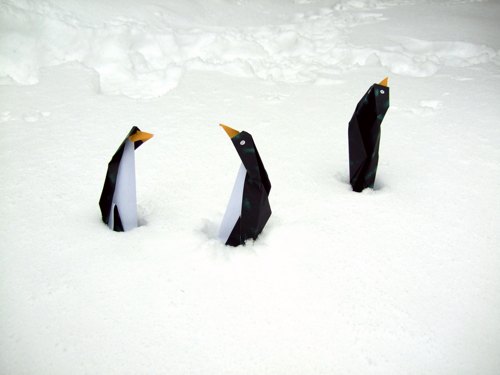 funny penguins shivering in the cold