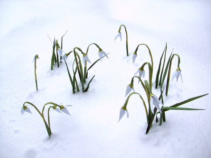origami snowdrops outside in the real snow